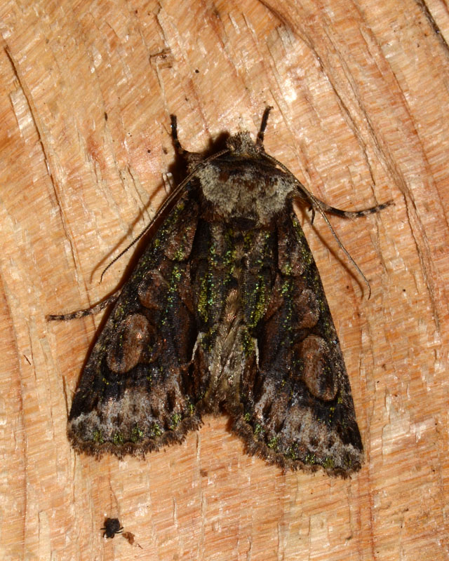 Noctuidae Allophyes corsica ?